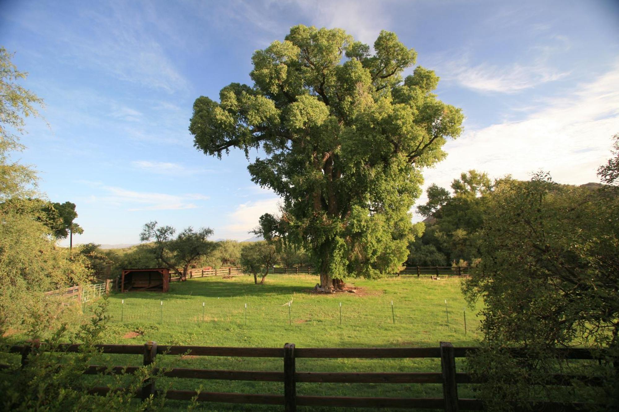 Spirit Tree Inn B&B Patagonia Exterior foto